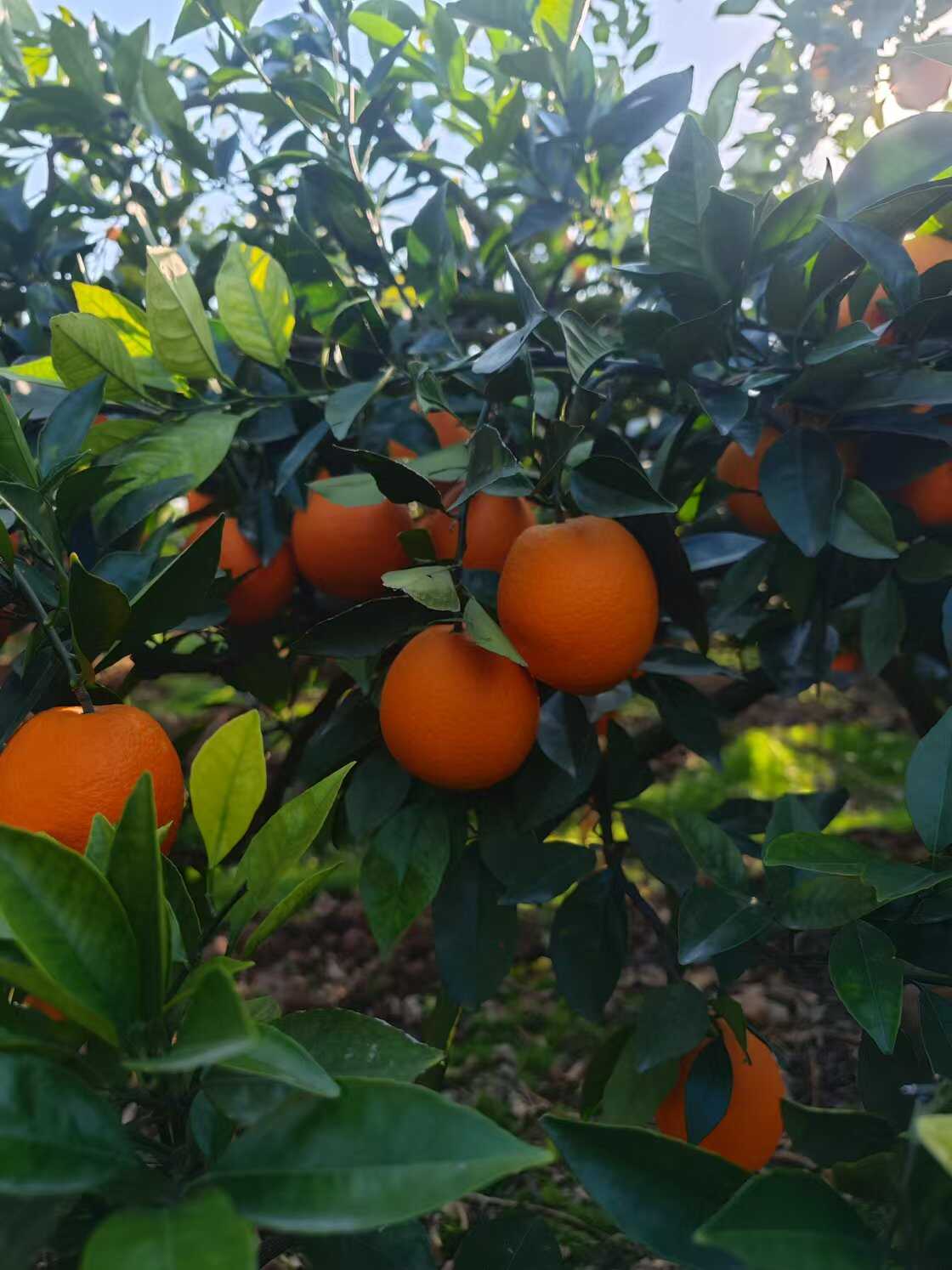 湖北纽荷尔脐橙 甜度高 汁水足