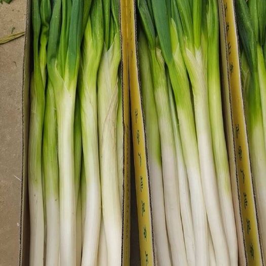 章丘大葱，口感 脆甜，现刨现卖，毛葱，装盒都可以