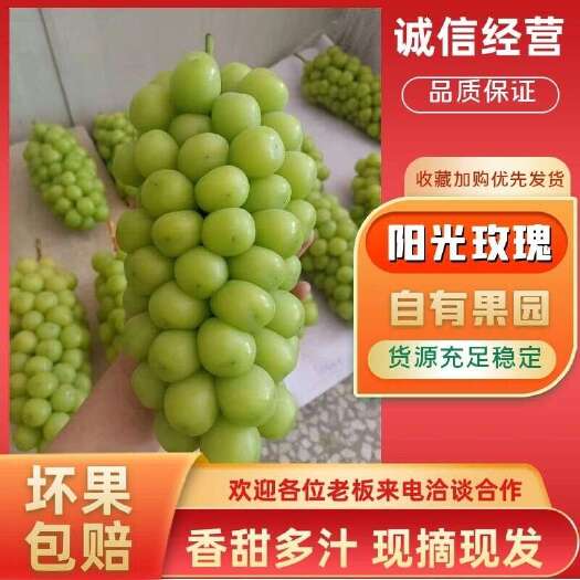 阳光玫瑰大量供应 一手货源，量大从优，质量保证 可视频看