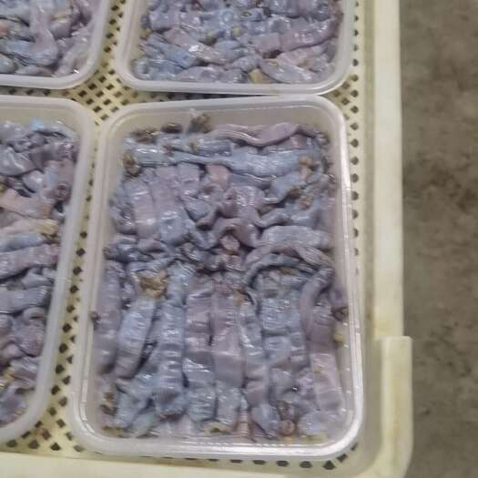 东港市沙虫
