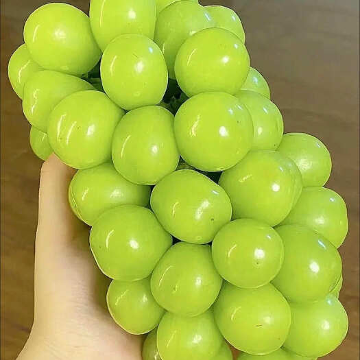 丰县阳光玫瑰