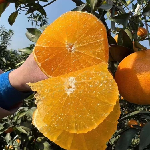 太原爱媛果冻橙现摘果冻橙