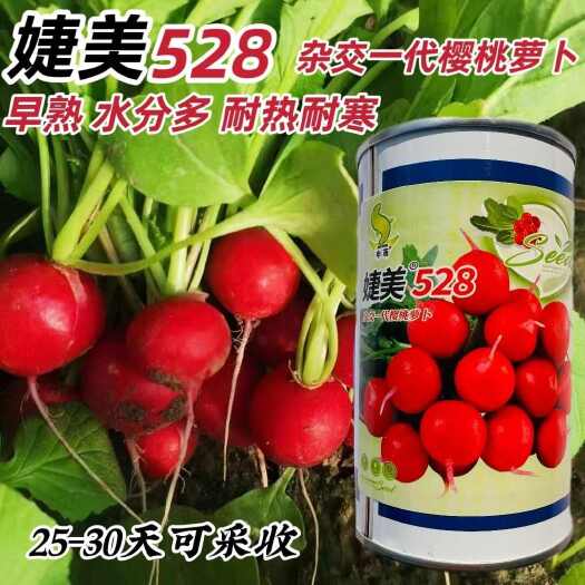 沭阳县申萌婕美528樱桃萝卜种子早熟一代杂交蔬菜种子小萝卜红丁萝卜