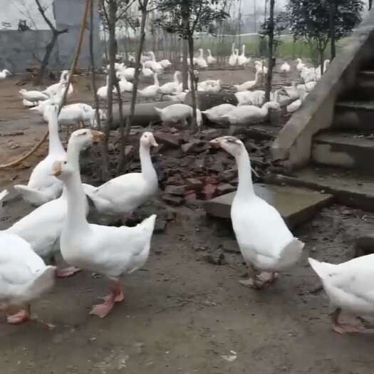 信阳大量出售