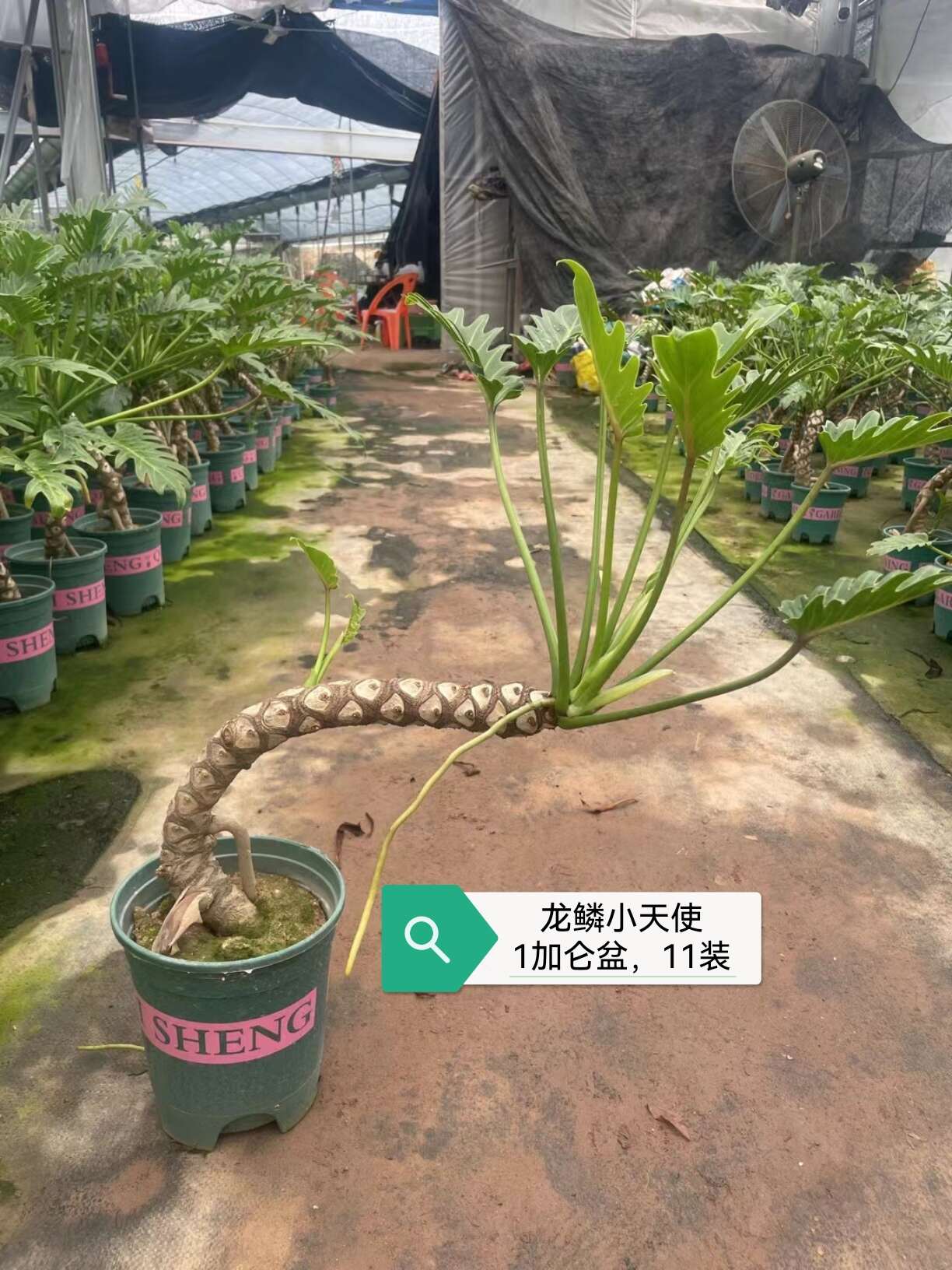 龙鳞小天使，千手观音