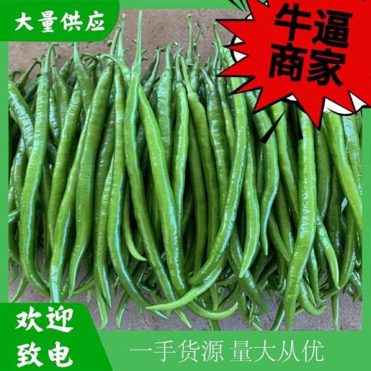 徐闻县线椒 8号椒 4号椒 广东青线椒整车按需代发产地直供