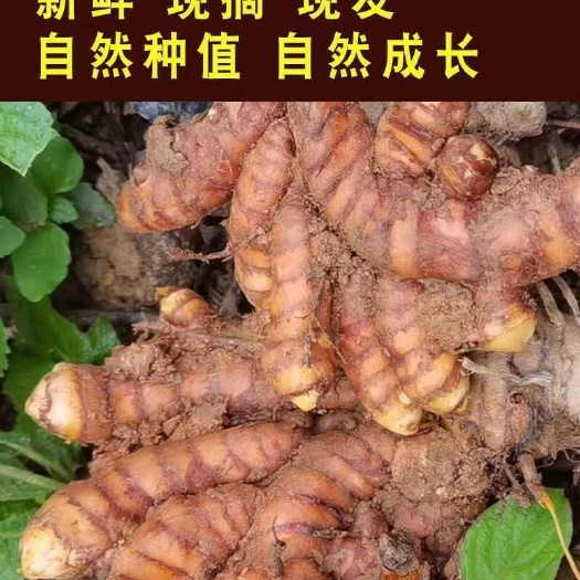岑溪市广西野生姜黄