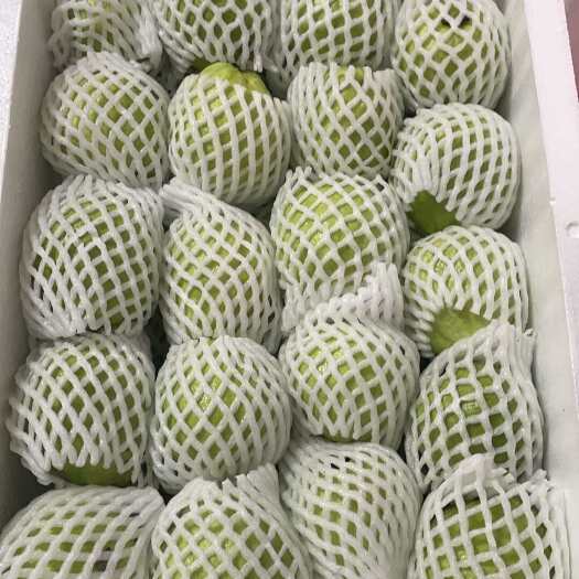 漳州番石榴产地直发