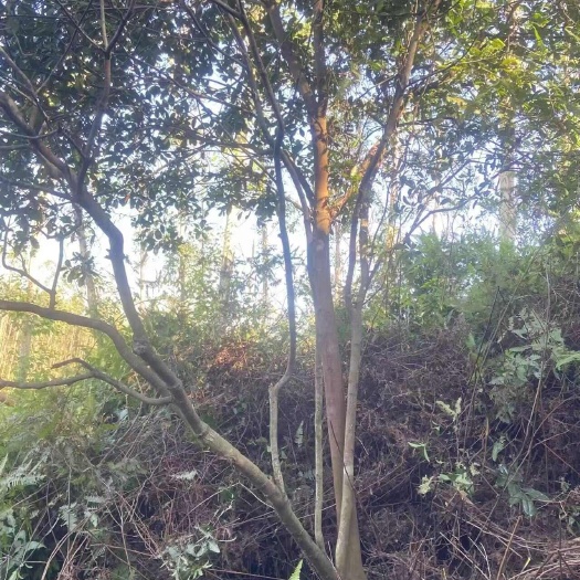 灵山县春花木