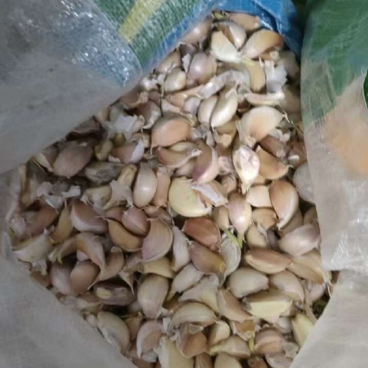 优质白皮蒜 新鲜采摘自山东烟台芝罘区