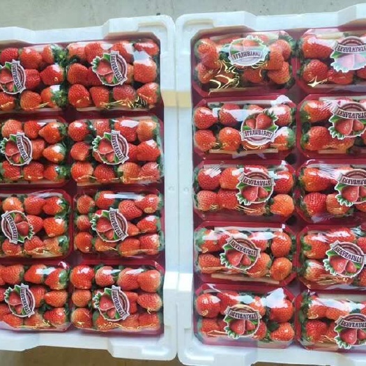 徐州万亩奶油草莓 大量上市  当天采购当天发 保质保量 全国发货