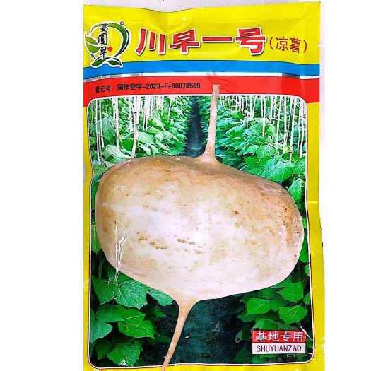 长沙县四川牧马山凉薯种子川早一号地瓜沙凉薯水果凉薯籽脆甜原装