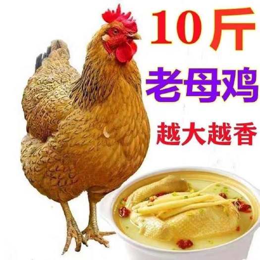 现杀散养3年老母鸡新鲜土鸡草鸡农家月子鸡走地鸡跑山鸡整鸡鸡肉
