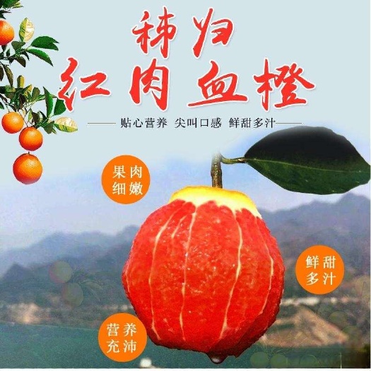 湖北秭归中华红橙果肉细腻无渣甜蜜多汁果园现釆全国代收代发
