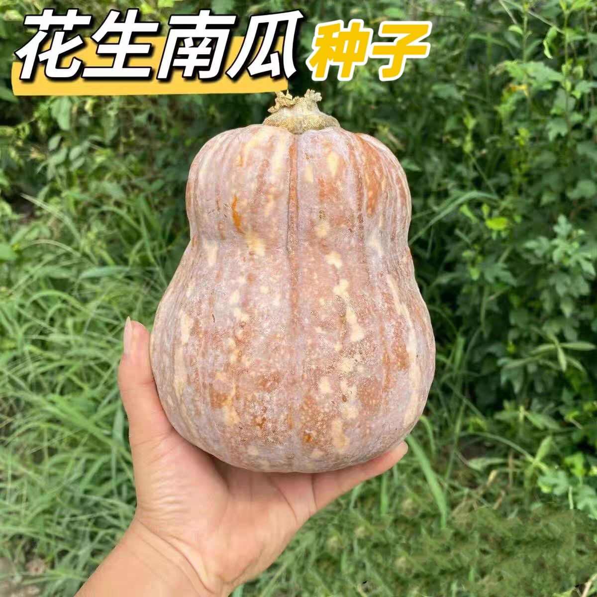 花生南瓜种子