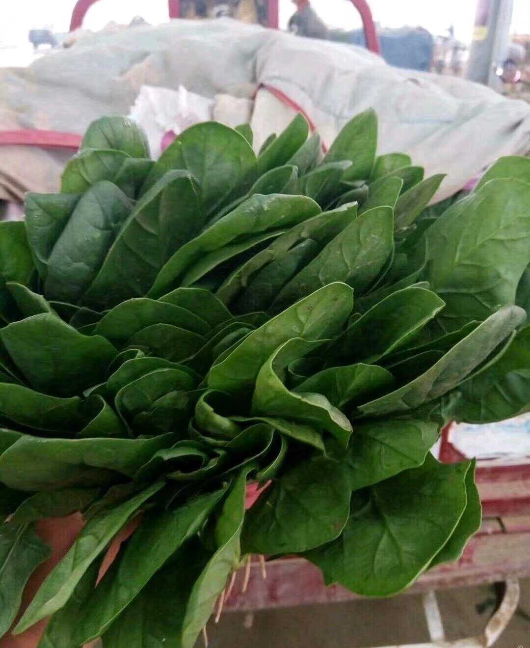 万亩精品菠菜香菜批发基地