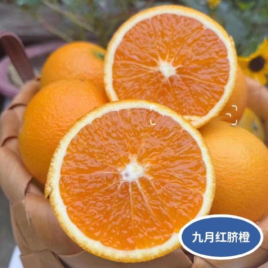 秭归县湖北秭归九月红果冻橙果肉质地细嫩化渣果汁含量多果实富含香气
