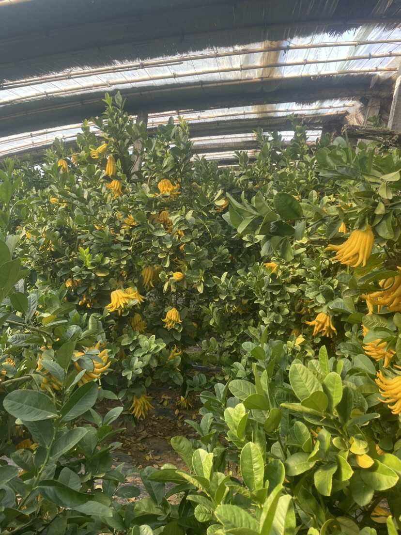 金佛手鲜果，自有基地，质量上乘，价格实惠，欢迎咨询及上门采购