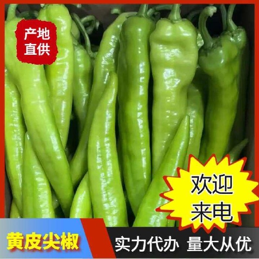 福建黃皮尖椒