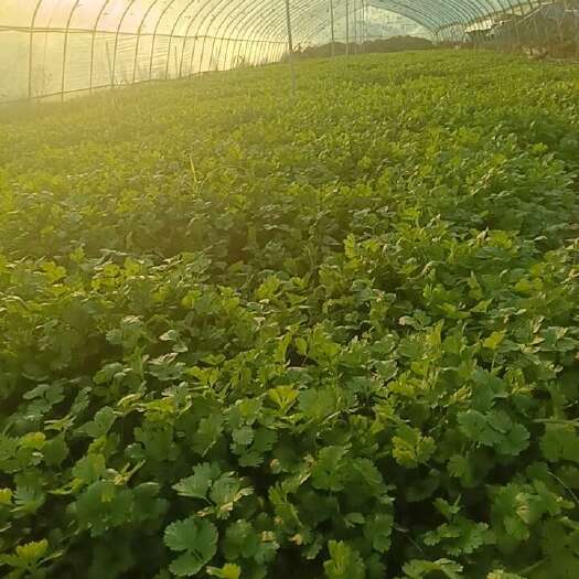 临颍县新鲜香菜 漯河直发 品质保证 250kg起售