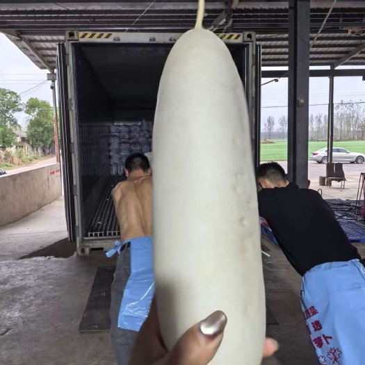 长阳县白萝卜