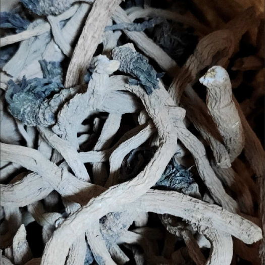天水24年10月新挖的板蓝根通货