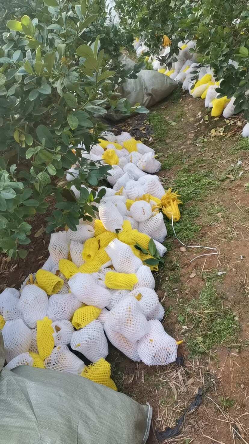 金佛手鲜果，自有基地，质量上乘，价格实惠，欢迎咨询及上门采购