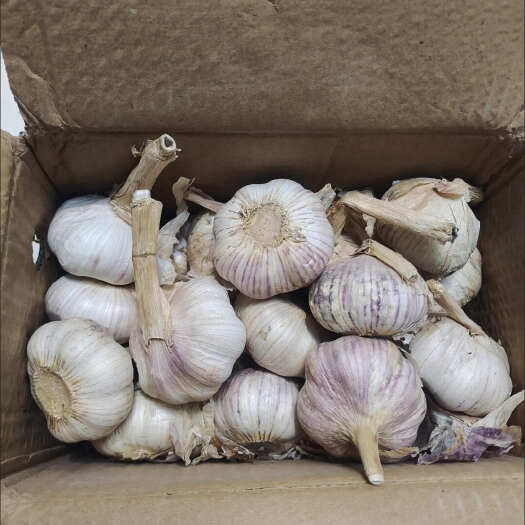 德州大蒜