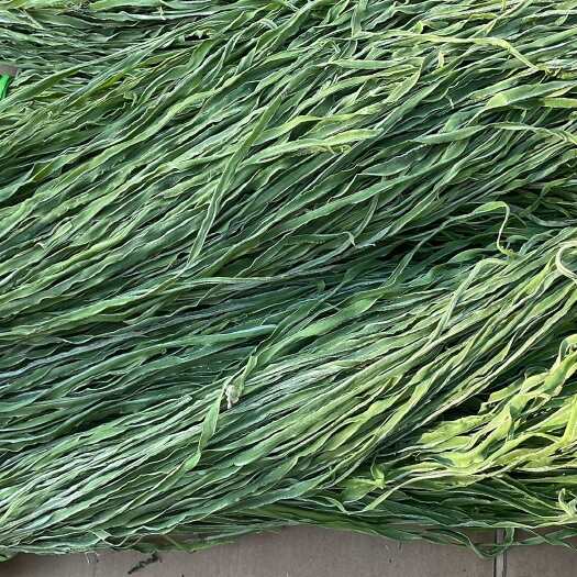 宾川县精品云南贡菜产地直发价格有优惠现货！