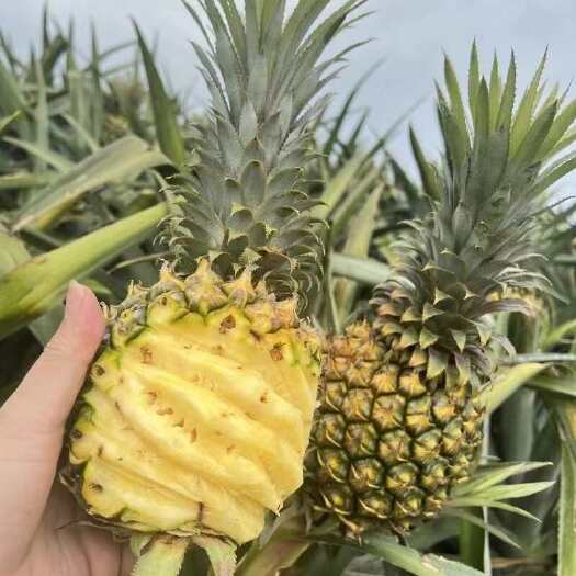 雷州市广东徐闻香水菠萝