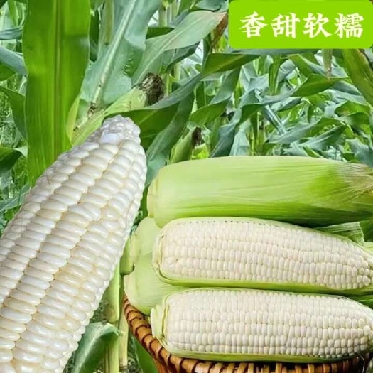 广西产地直供 带壳新鲜玉米棒 现摘现发 锁住原汁原味
