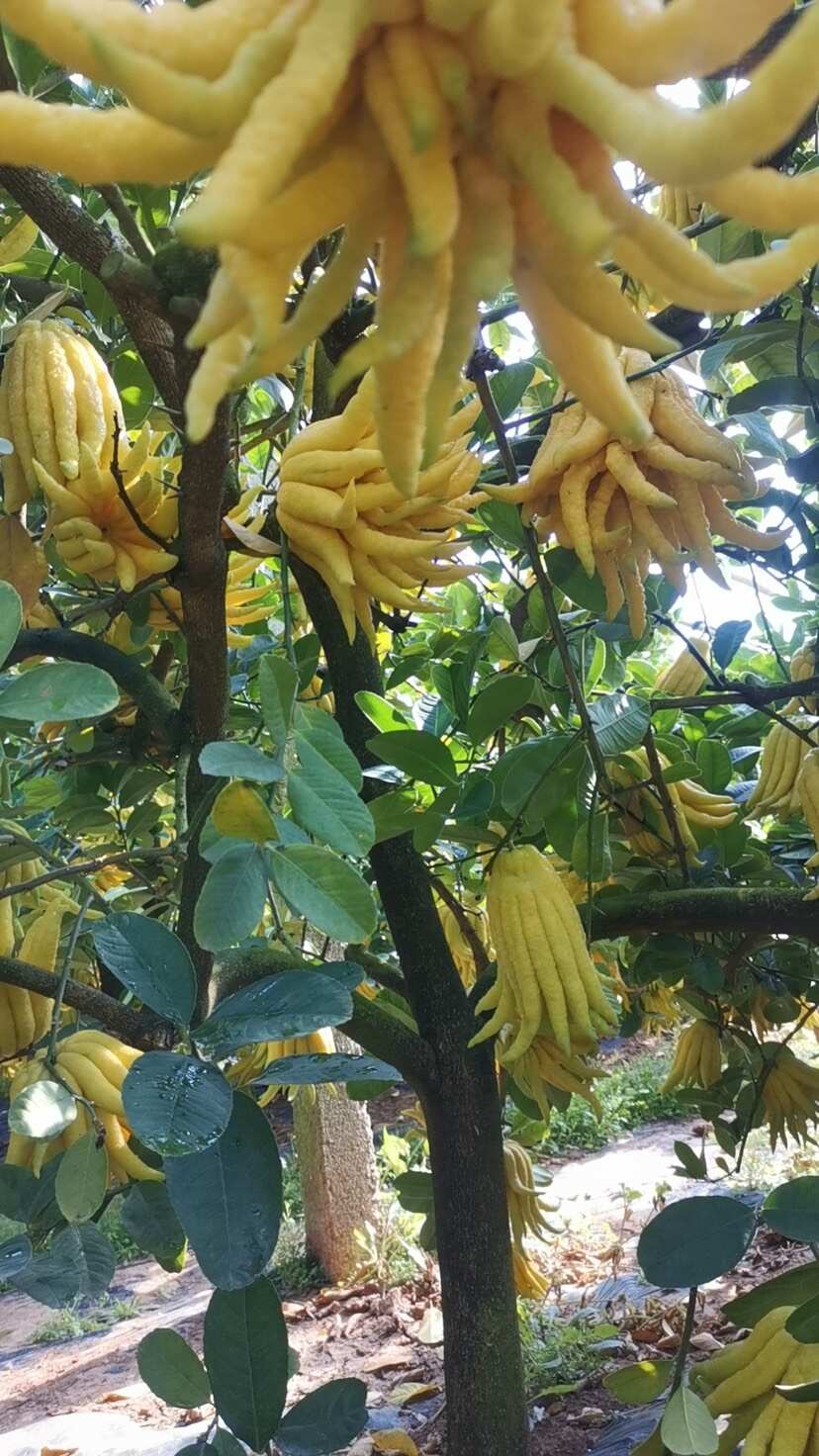 金佛手鲜果，自有基地，质量上乘，价格实惠，欢迎咨询及上门采购