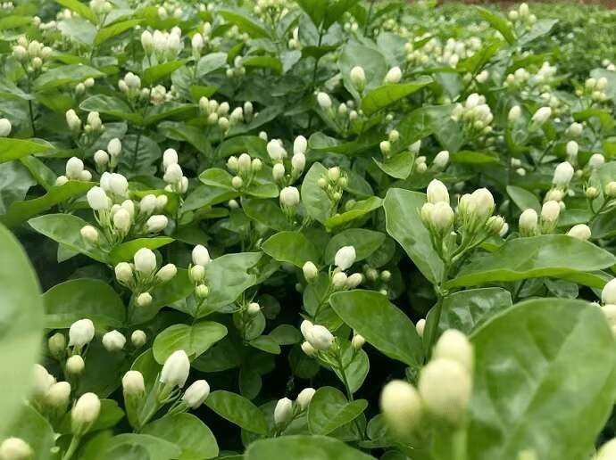 横州市茉莉花盆景横县茉莉花