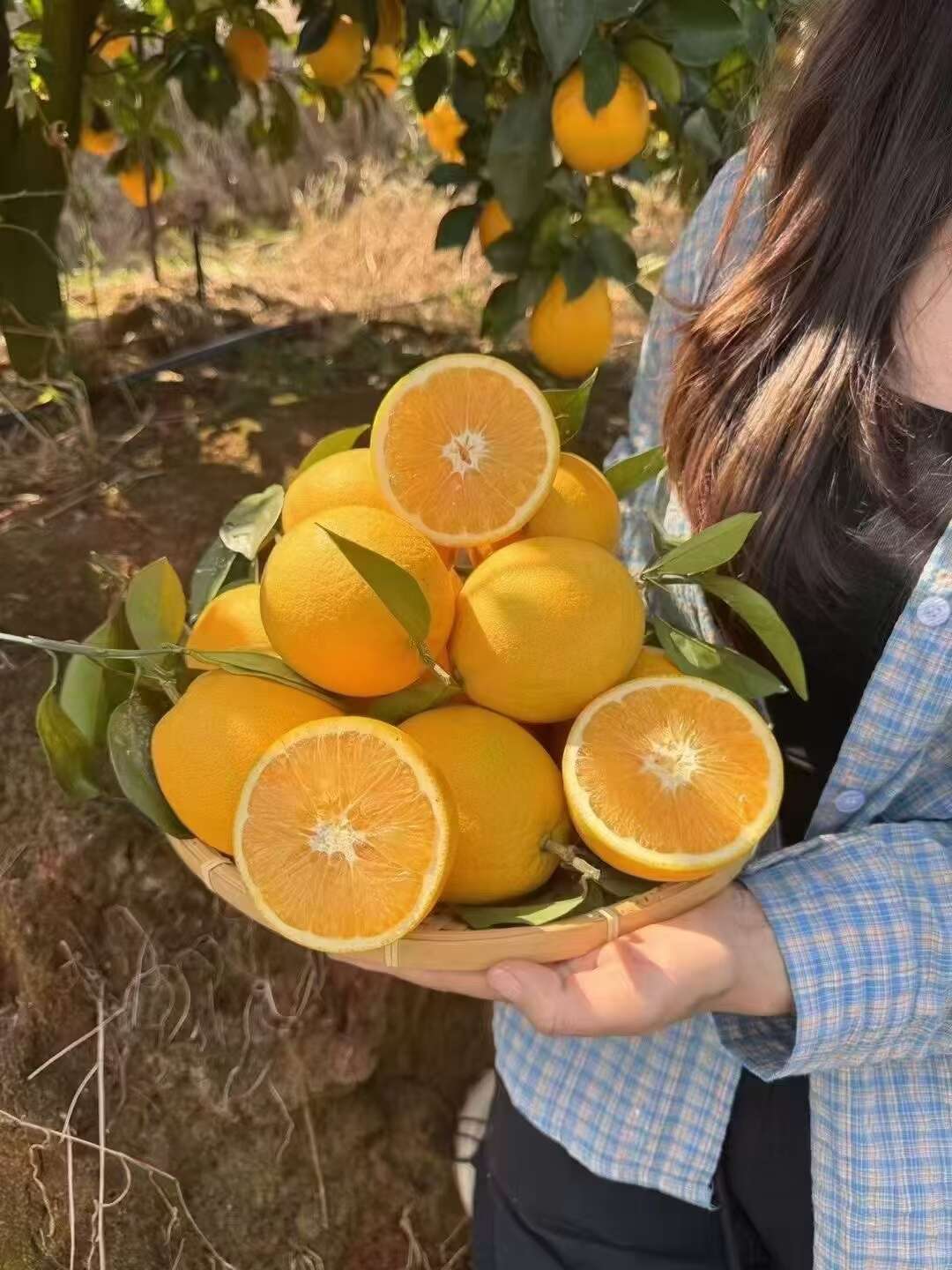 自家种植的赣南脐橙，地址赣州安远，寻找批发代销，一件带发