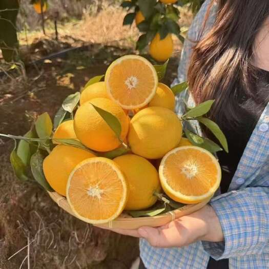 安远县自家种植的赣南脐橙，地址赣州安远，寻找批发代销，一件带发