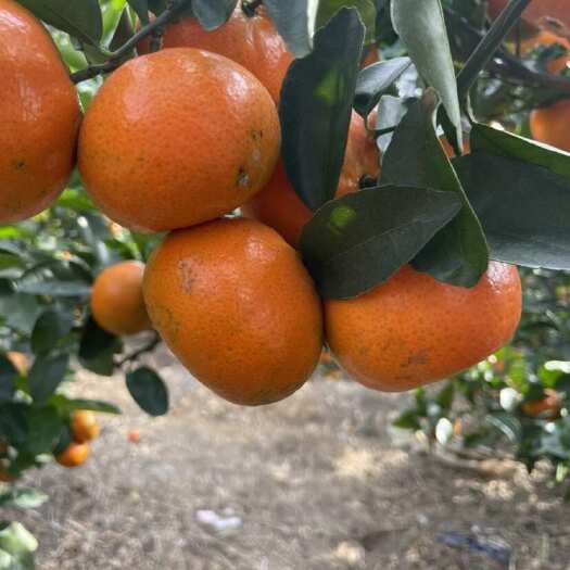 恭城县默科特