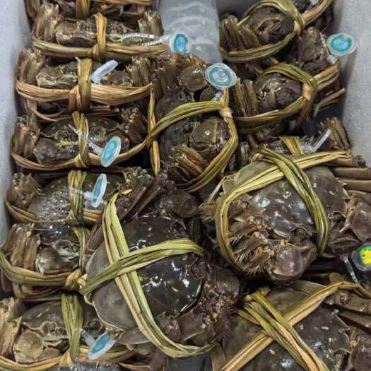 苏州阳澄湖镇大闸蟹4两公3两母去绳裸重
