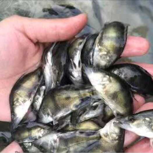 昆明淡水成品桂鱼，大量出售桂鱼，包成活，量大从优，