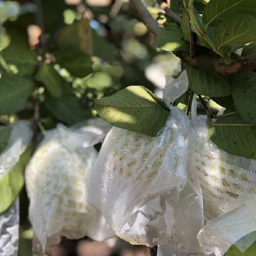 广州珍珠石榴