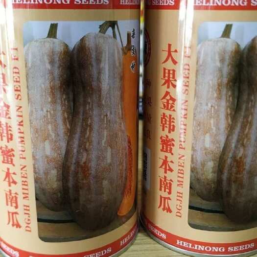 正源大果金韩蜜本南瓜种子 作物量高 大果 超甜蜜本南瓜50克