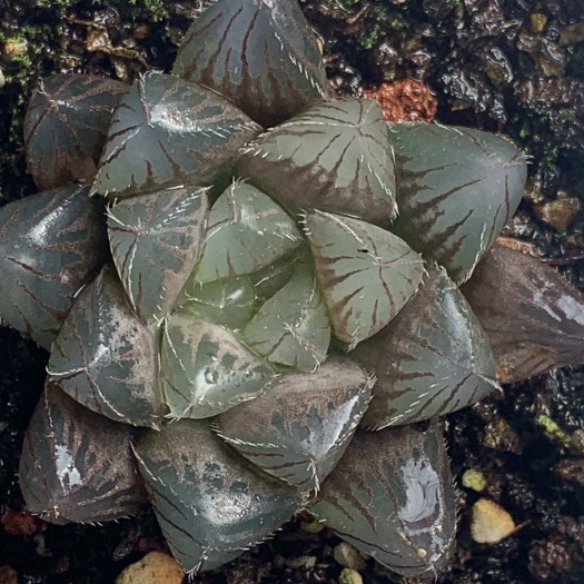 屏南县赤线十二卷多肉植物