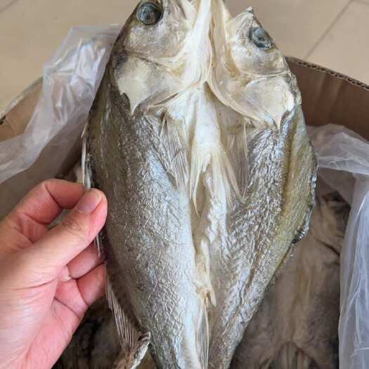 佛山开边海鲈鱼干 地摊 电商 批发 鲈鱼干 干鲈鱼 鱼干 干鱼