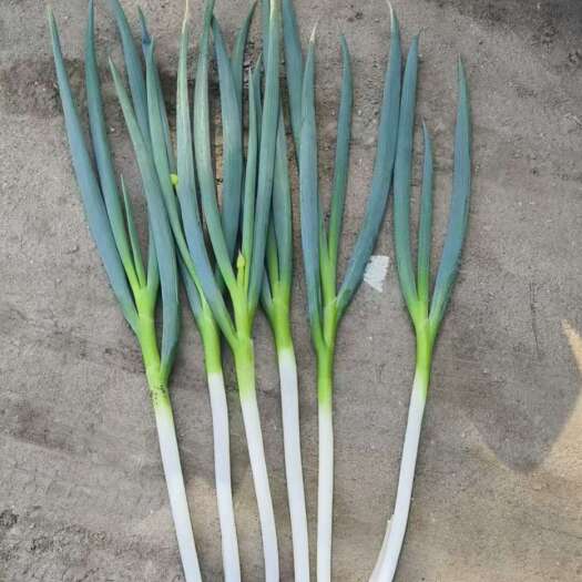 太康县大葱，小葱，