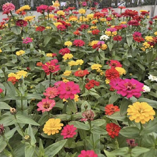 金塔县百日草花种子混色百日花籽四季开花易活花种子庭院阳台盆栽花卉