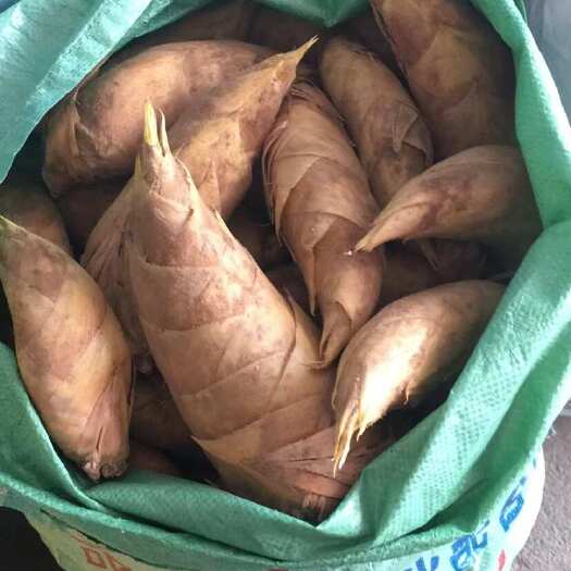隆回县冬笋每日现货，量大