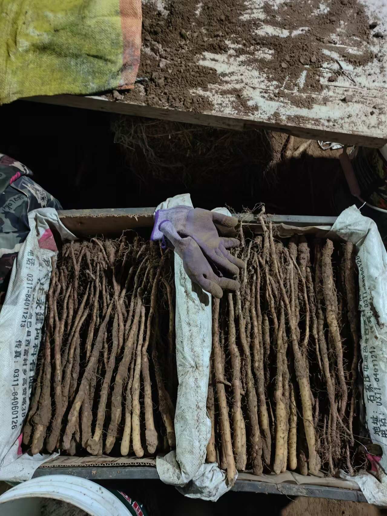 紫药苗，豆秧，独根立苗，黄皮麻山药苗