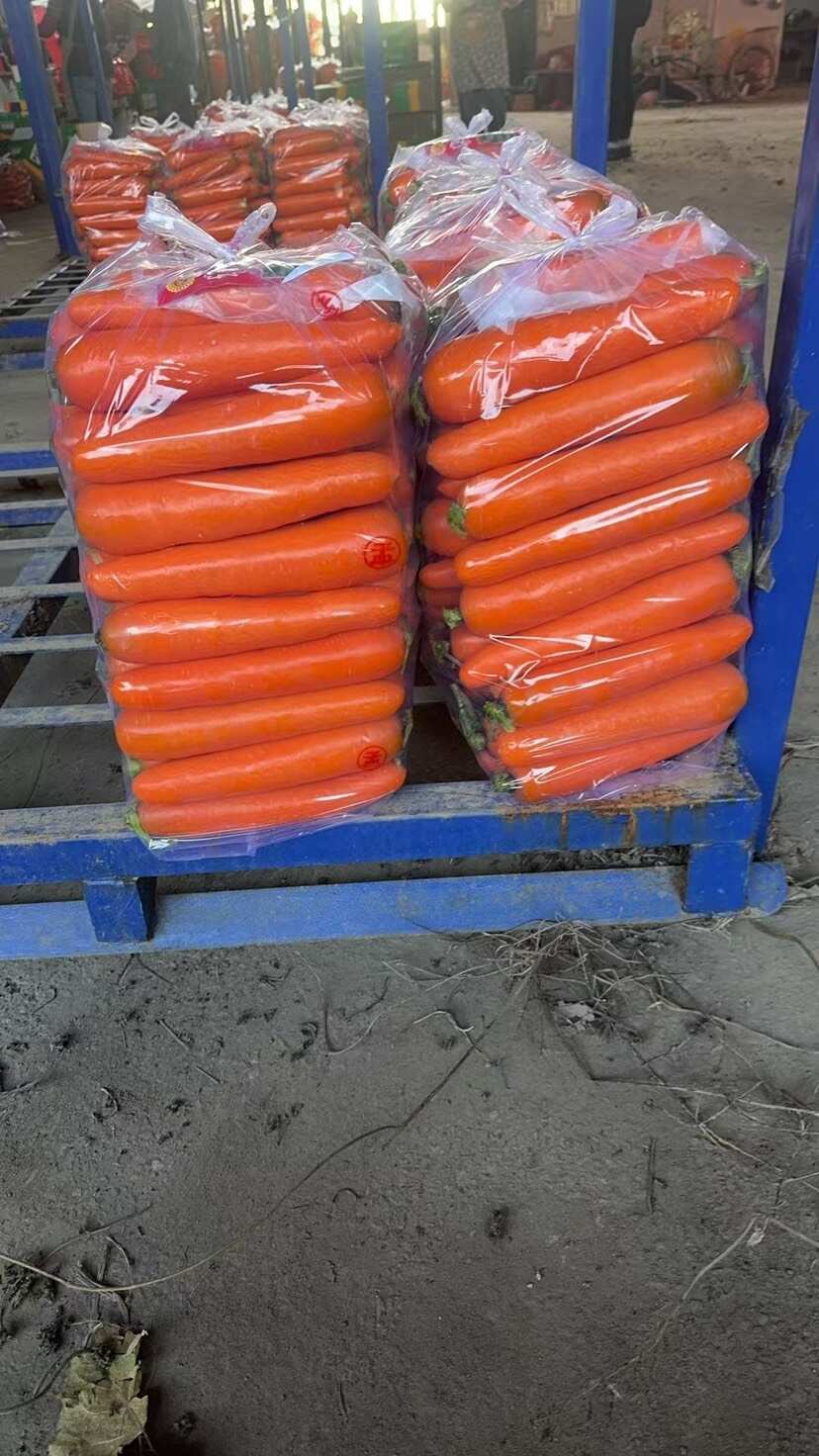 胡萝卜产地一手货源精品大量供应