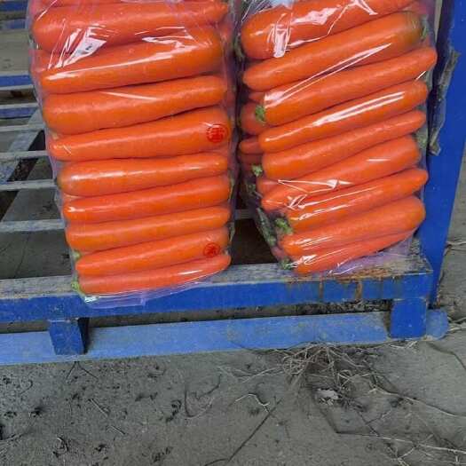 厦门胡萝卜产地一手货源精品大量供应