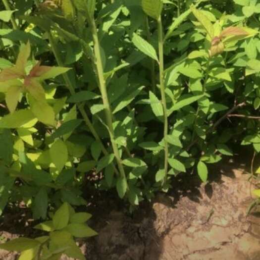 沭阳县高度40-50厘米金焰绣线菊