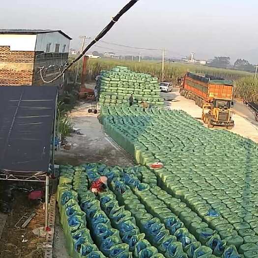 来宾广西来宾市兴宾区小平阳镇优质甘蔗尾青储饲料，营养丰富价格实惠